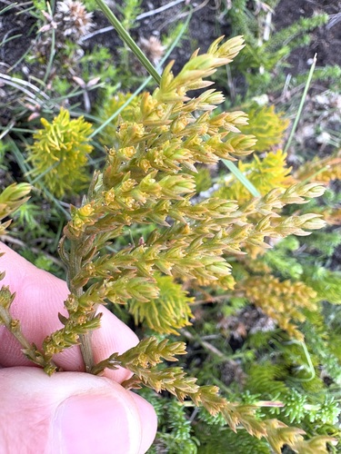 Frootytooty Rootthug (Thesium fruticulosum)