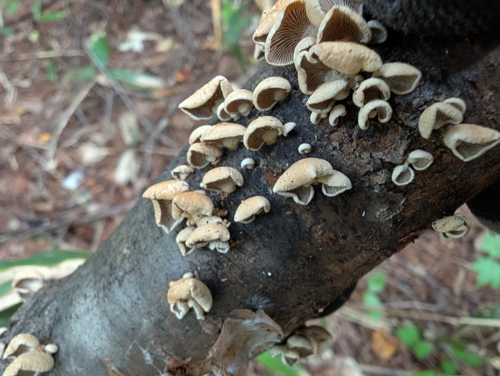 Panellus stipticus · September 2025 · photo: © atsushi_nakajima_cirque (iNaturalist, cc-by)