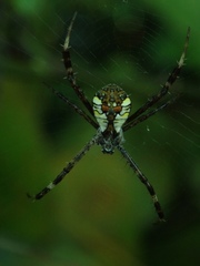Argiope perforata