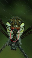 Argiope perforata