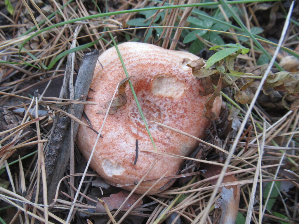 Lactarius deliciosus · September 2025 · photo: © smsergey (iNaturalist, cc-by-nc)