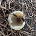 キゾメチャワンタケ