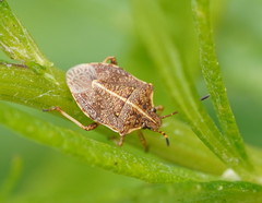 Oncocoris