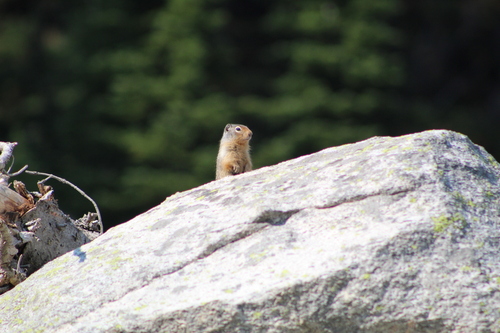 Columbian Ground Squirrel observed by biolobri