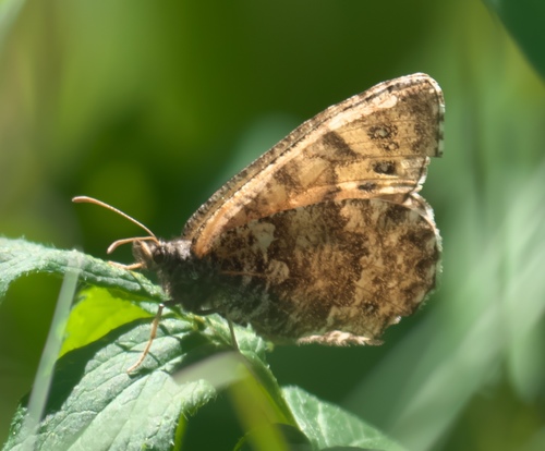 Chryxus Arctic