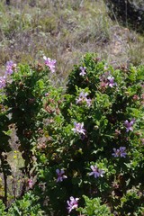 Pelargonium quercifolium