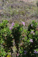 Pelargonium quercifolium