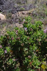 Pelargonium quercifolium