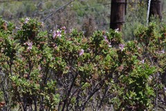 Pelargonium quercifolium