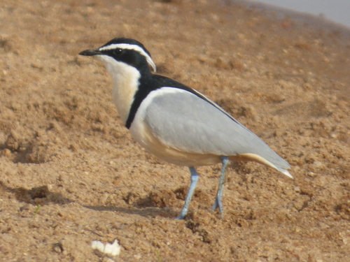 Egyptian Plover