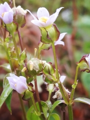 Exacum oldenlandioides image