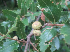 Quercus × kewensis