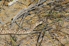 Bothrops ammodytoides