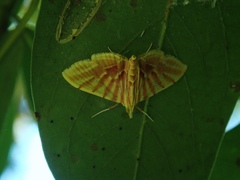 Pagyda auroralis