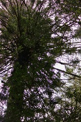 Araucaria bidwillii
