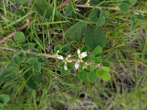 Lespedeza pilosa iNat (3)