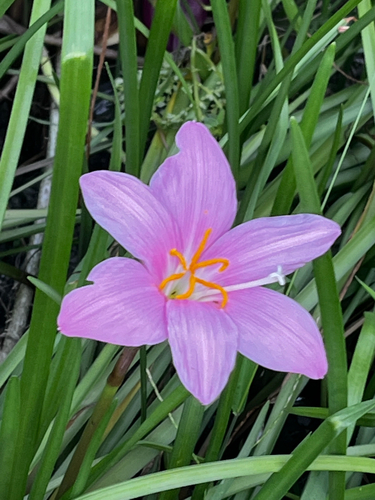 Rose Pink Zephyr Lily