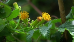 Senecio quinquelobus