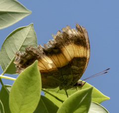 Yoma sabina