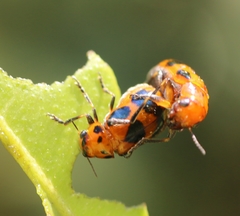 Ceroclytra cornuta