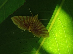 Pagyda auroralis