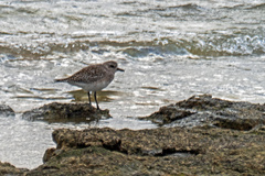 Pluvialis squatarola