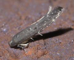 Perimede erransella