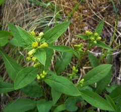 Solidago cuprea
