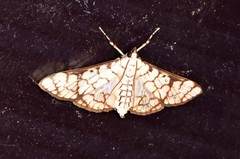 Aphytoceros lucusalis
