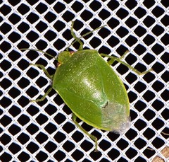 Glaucias amyoti