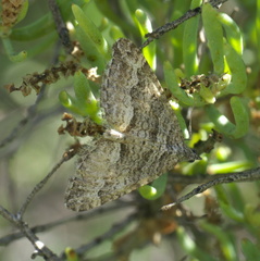 Perizoma custodiata