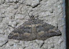 Perizoma custodiata