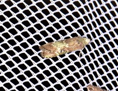 Heteromicta tripartitella