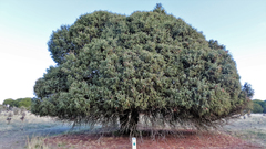 Juniperus oxycedrus badia