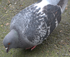 Columba livia domestica