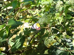 Delias hyparete luzonensis