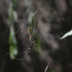 Nephila