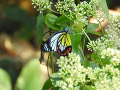Delias hyparete luzonensis