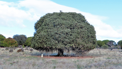Juniperus oxycedrus badia