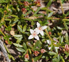Cyanothamnus nanus
