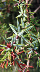 Juniperus oxycedrus badia