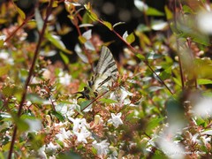 Iphiclides feisthamelii