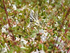 Iphiclides feisthamelii