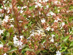 Iphiclides feisthamelii