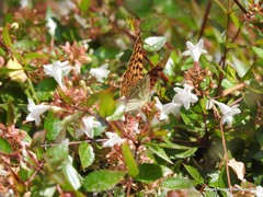Argynnis pandora