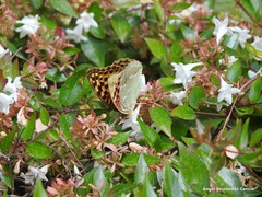 Argynnis pandora