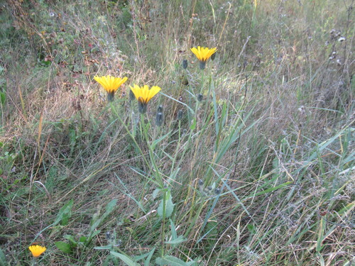 Dahurian oxtongue (Picris davurica)