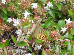 Argynnis pandora