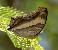 Yoma sabina