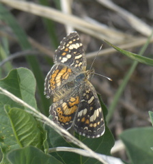Phyciodes picta